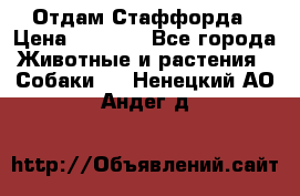 Отдам Стаффорда › Цена ­ 2 000 - Все города Животные и растения » Собаки   . Ненецкий АО,Андег д.